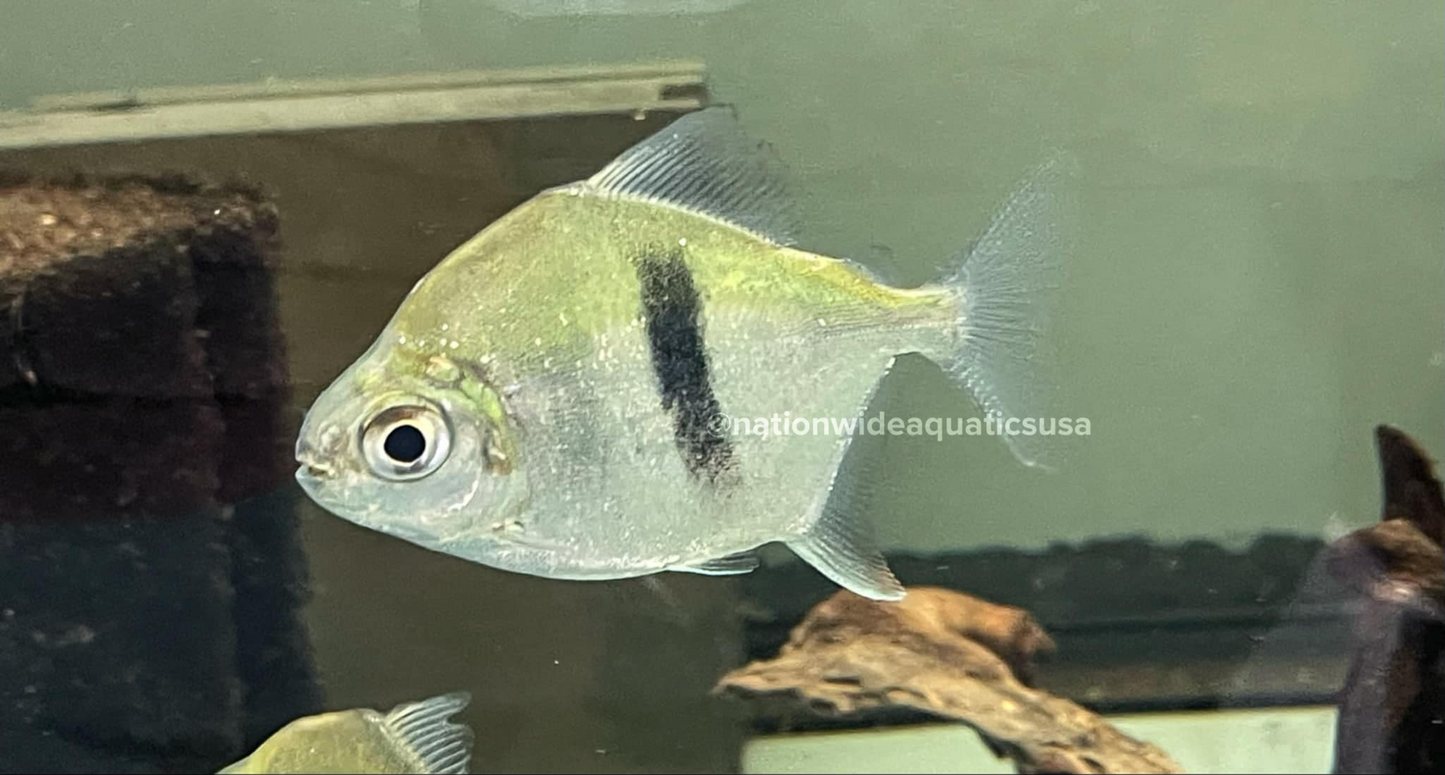 Black Bar (Myleus schomburgkii)