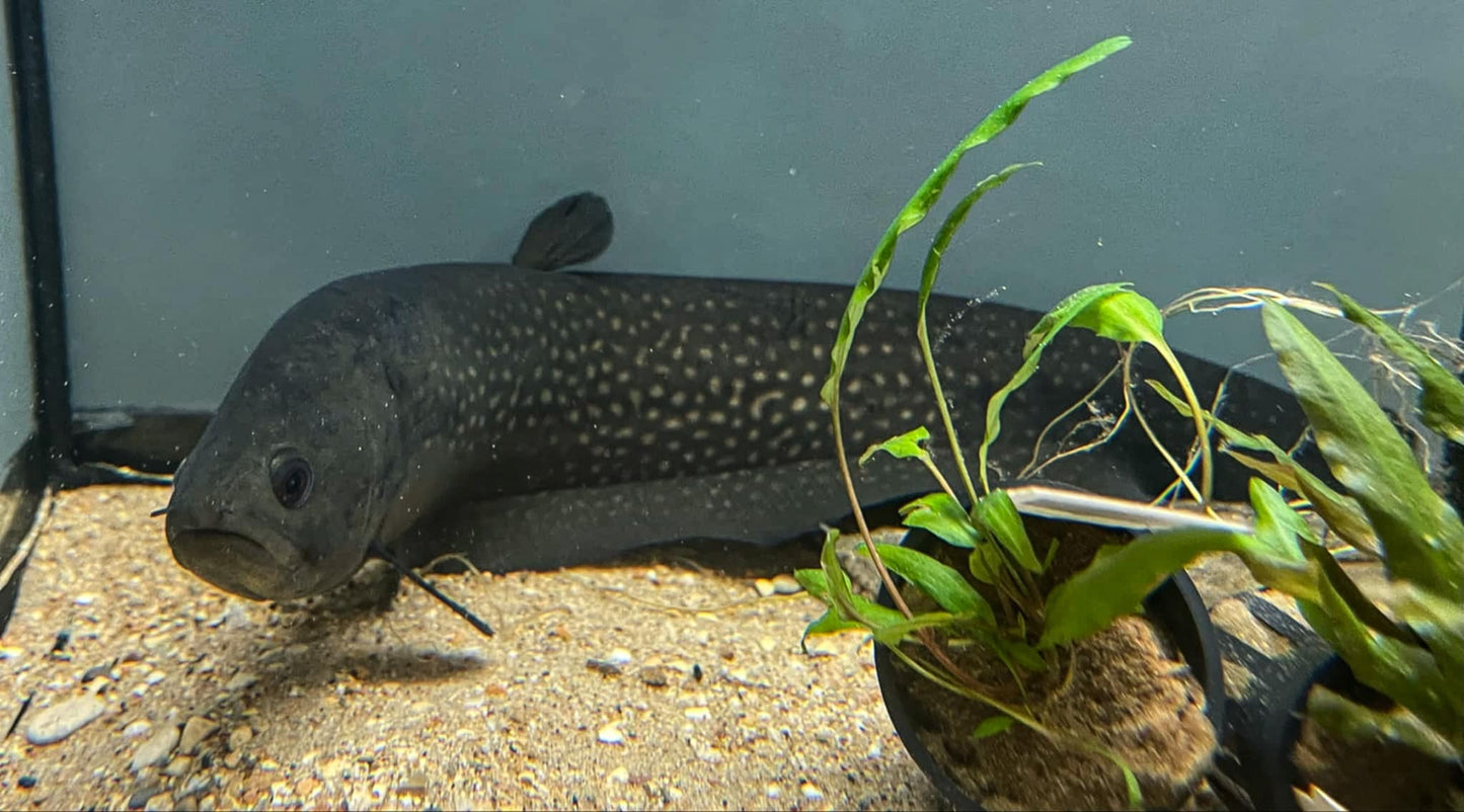 Pom Pom Knifefish (Papyrocranus afer)