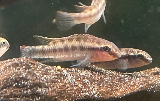 Congochromis Sabinae