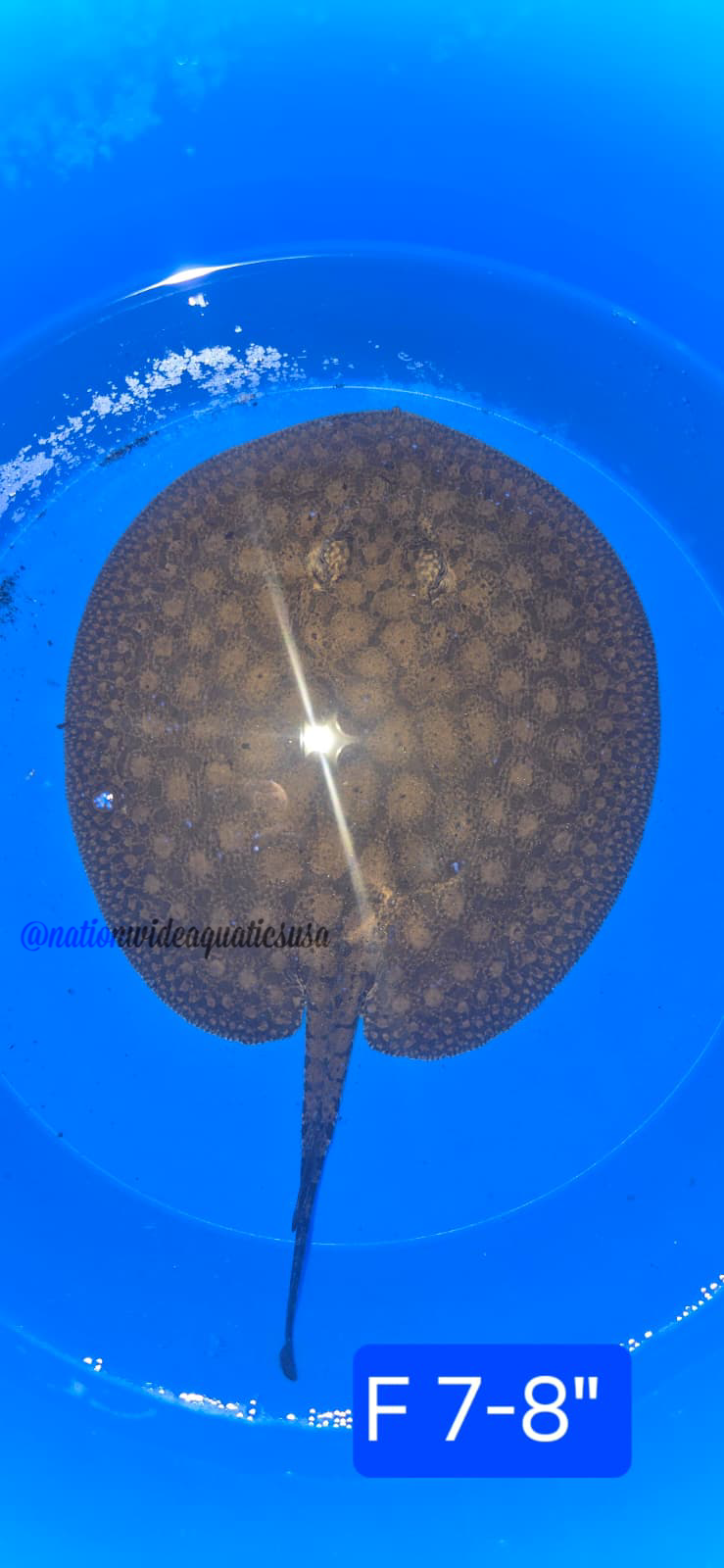 Scobina Stingray pair (Potamotrygon Scobina)