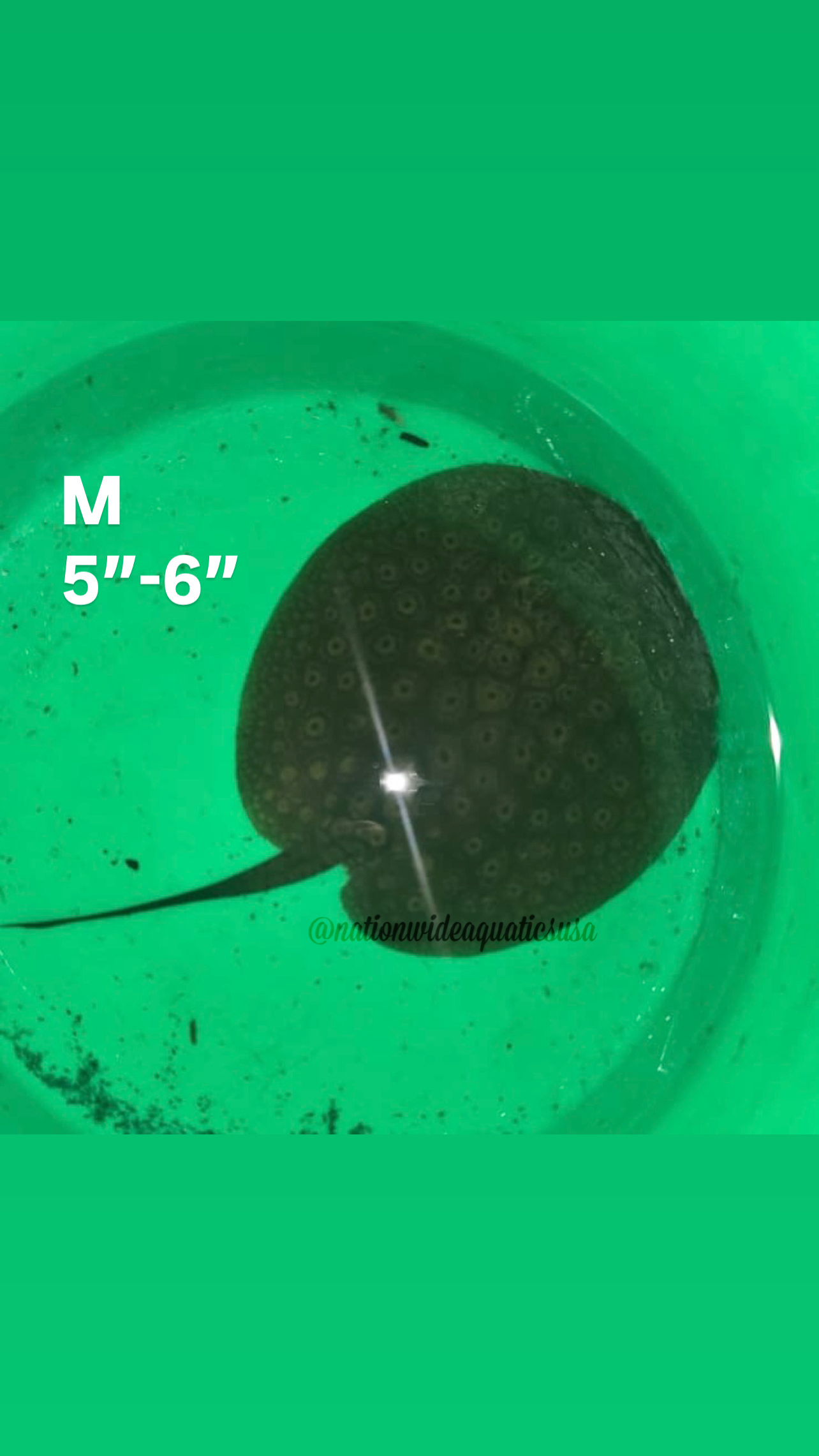 Scobina Stingray pair (Potamotrygon Scobina)