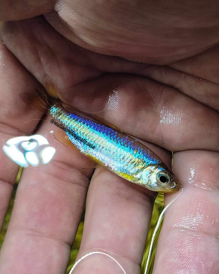 Cherry Red Congo Tetra (Alestopetersius brichardi)