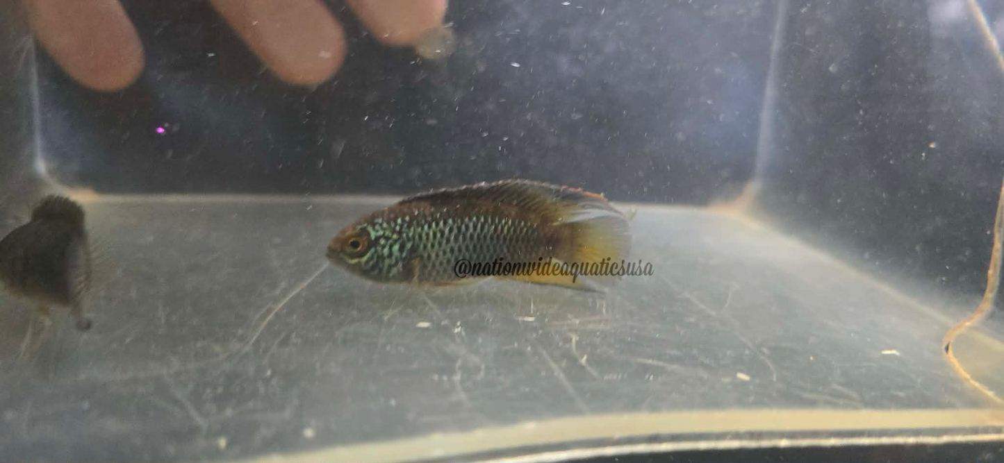 Golden Dwarf Cichlid (Nannacara anomala) Proven Pair