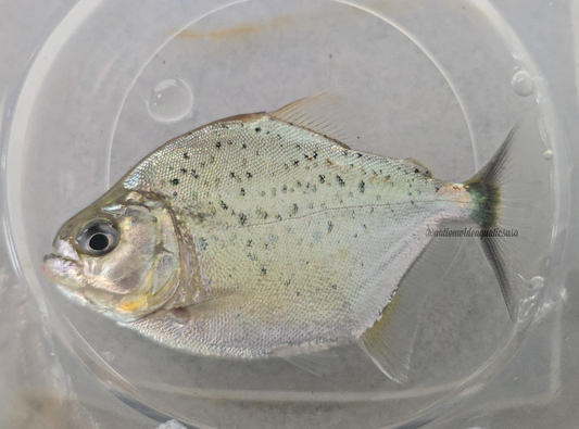 Pristobrycon striolatus 3”-4”