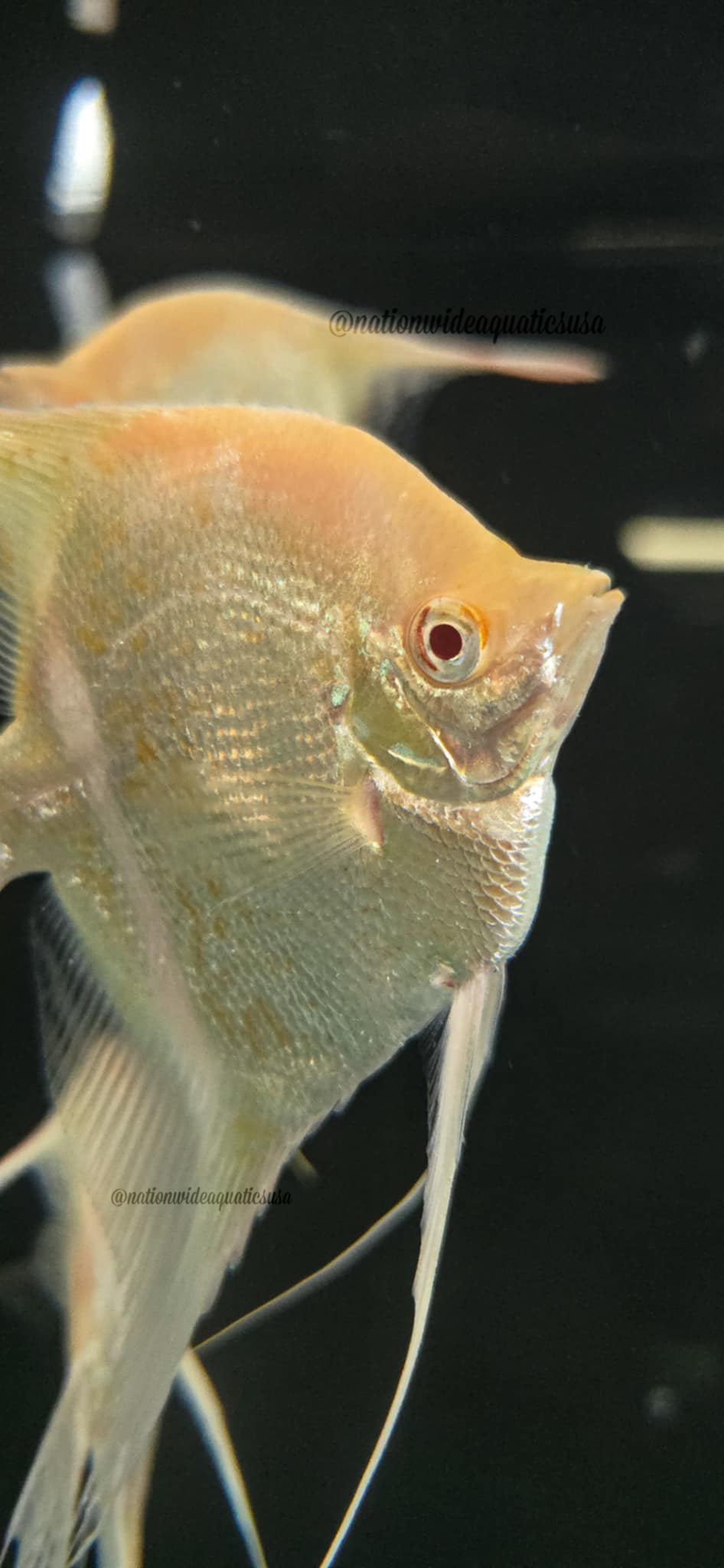 Albino Dantum Angelfish (Pterophyllum scalare)