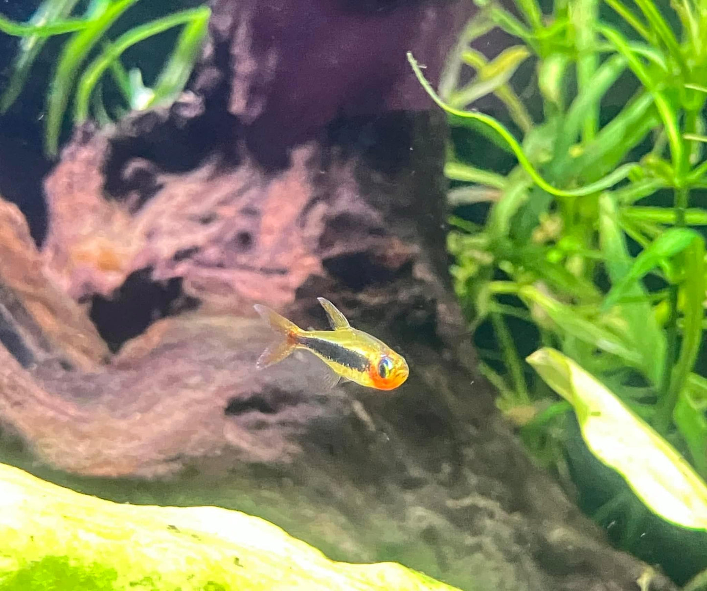 Tucano Tetra 3 pack
(Tucanoichthys tucano)