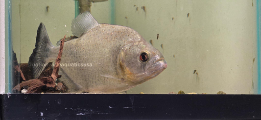 Serrasalmus Rhombeus   5"