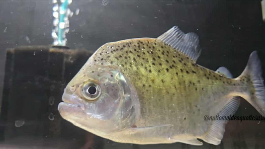 Pristobrycon striolatus 7”-8”