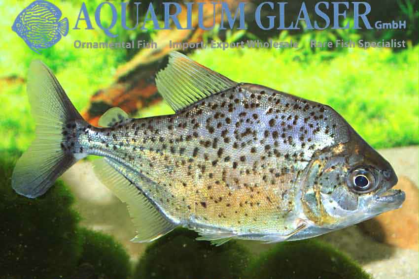 Pristobrycon striolatus 3”-4”