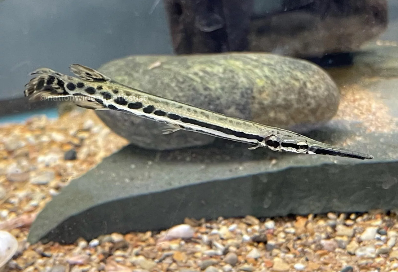Florida gar( Lepisosteus platyrhincus)