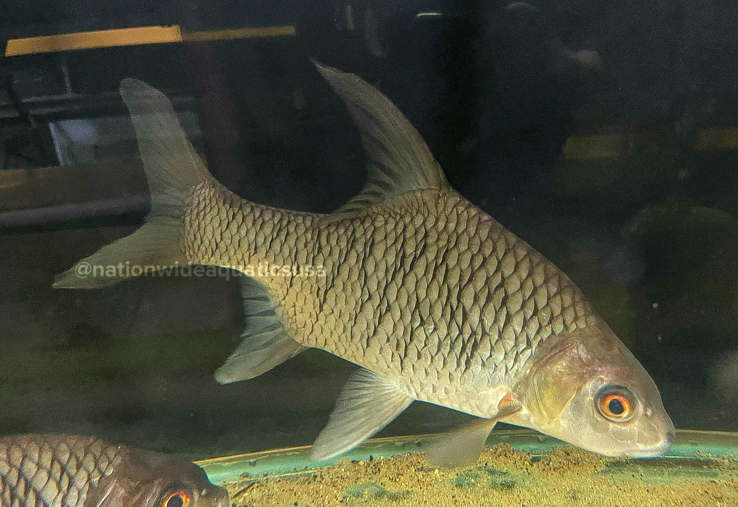 Bulu barb (Puntioplites bulu) 11”-“12”