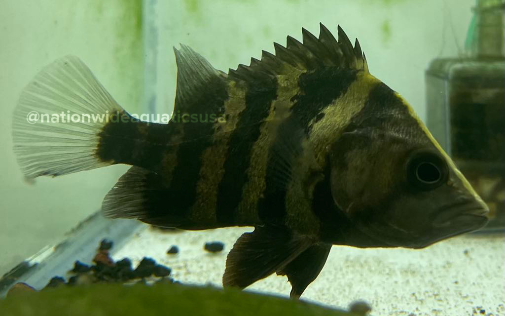 Ngt Datnoid (Datnioides campbelli)