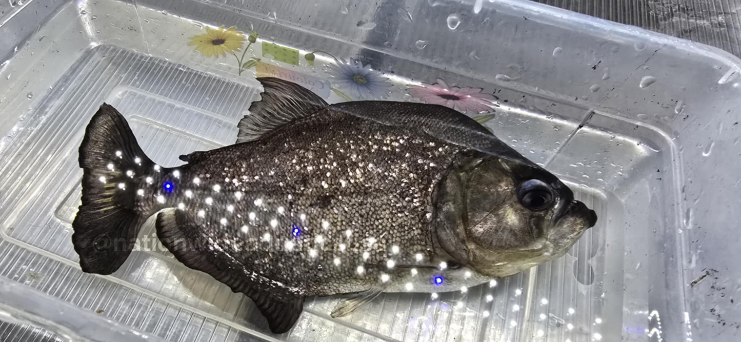 serrasalmus brandtii