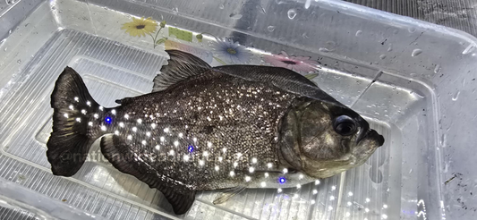 serrasalmus brandtii