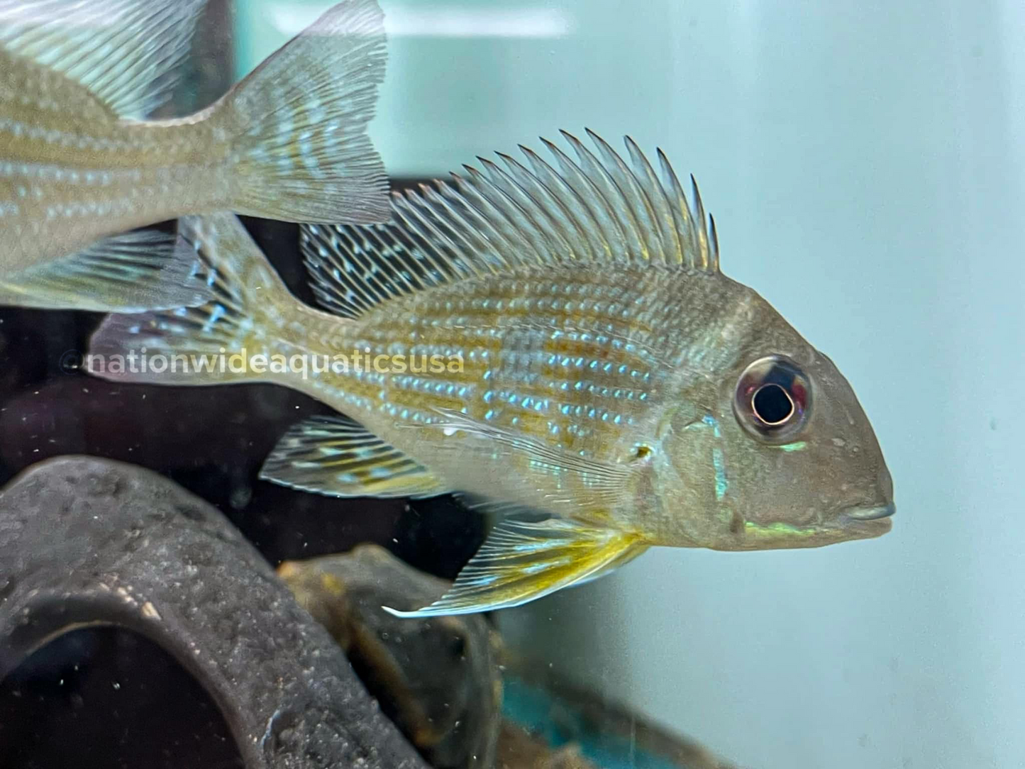 Geophagus brokopondo