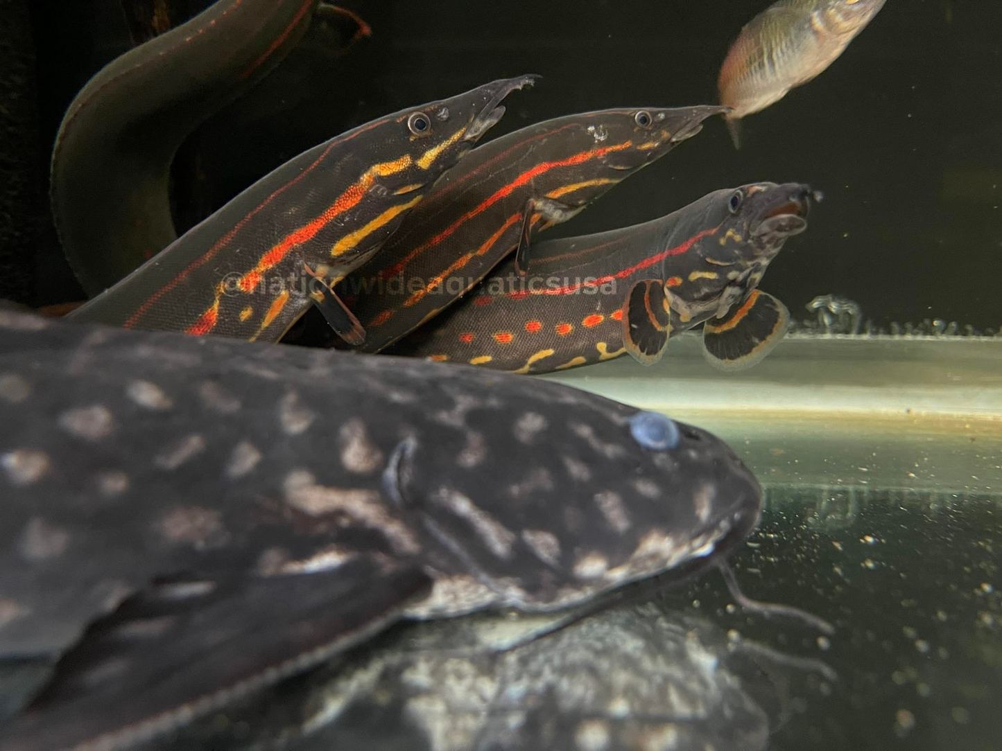 Fire Eel (Mastacembelus erythrotaenia)