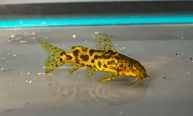 Synodontis Waterloti