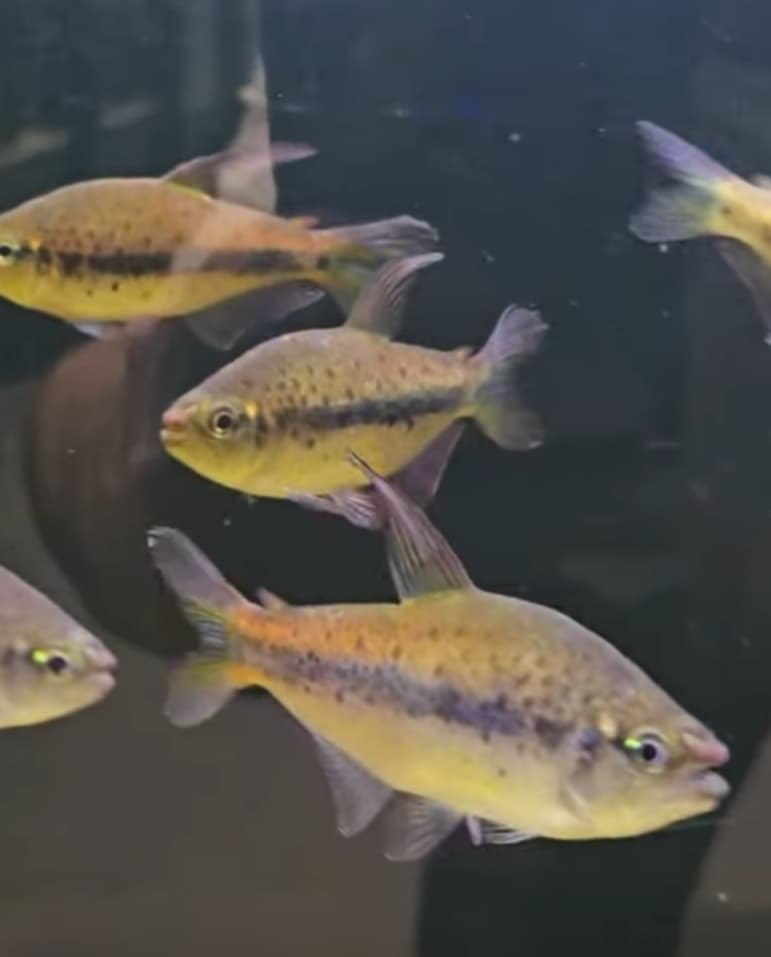 Pink Spot Choco Tetra
(Pseudochalceus kyburzi)