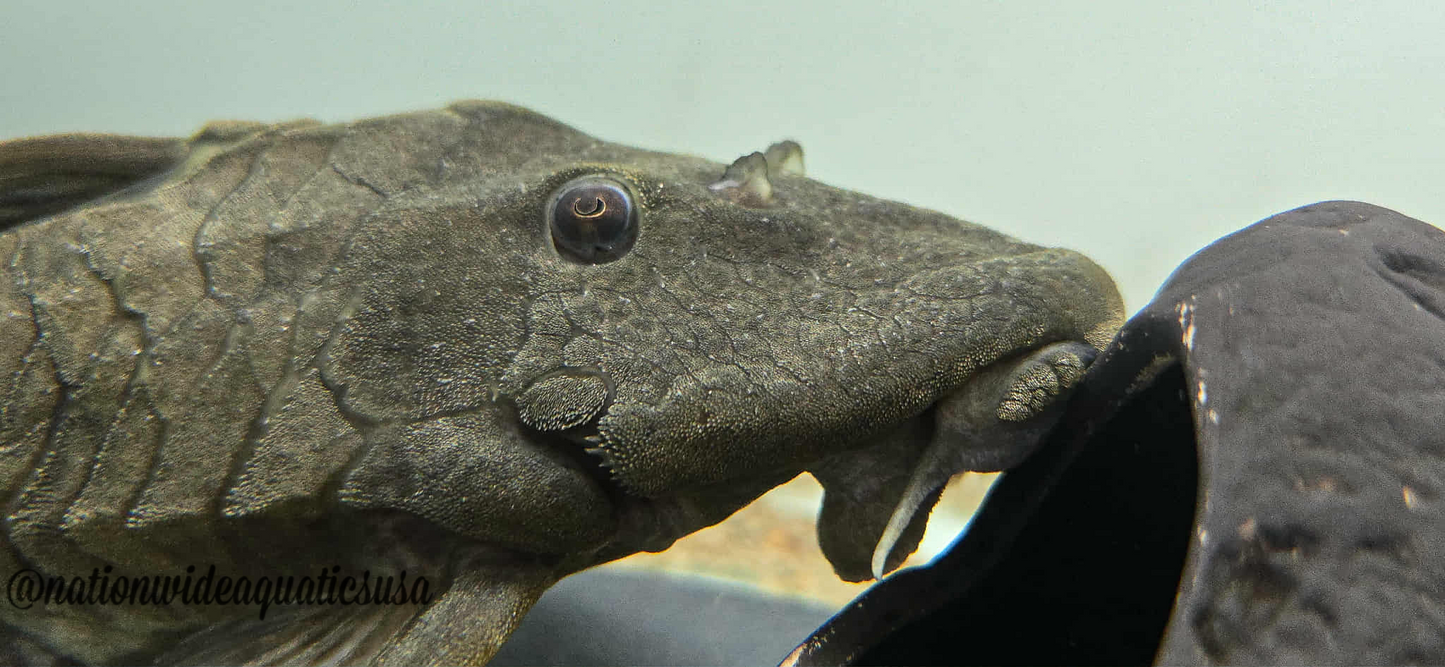 Hypostomus ternetzi