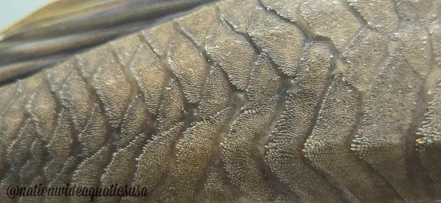 Hypostomus ternetzi
