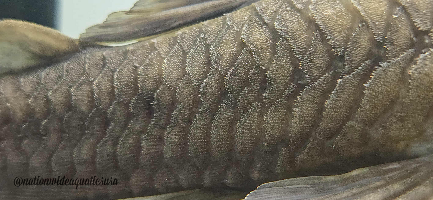 Hypostomus ternetzi