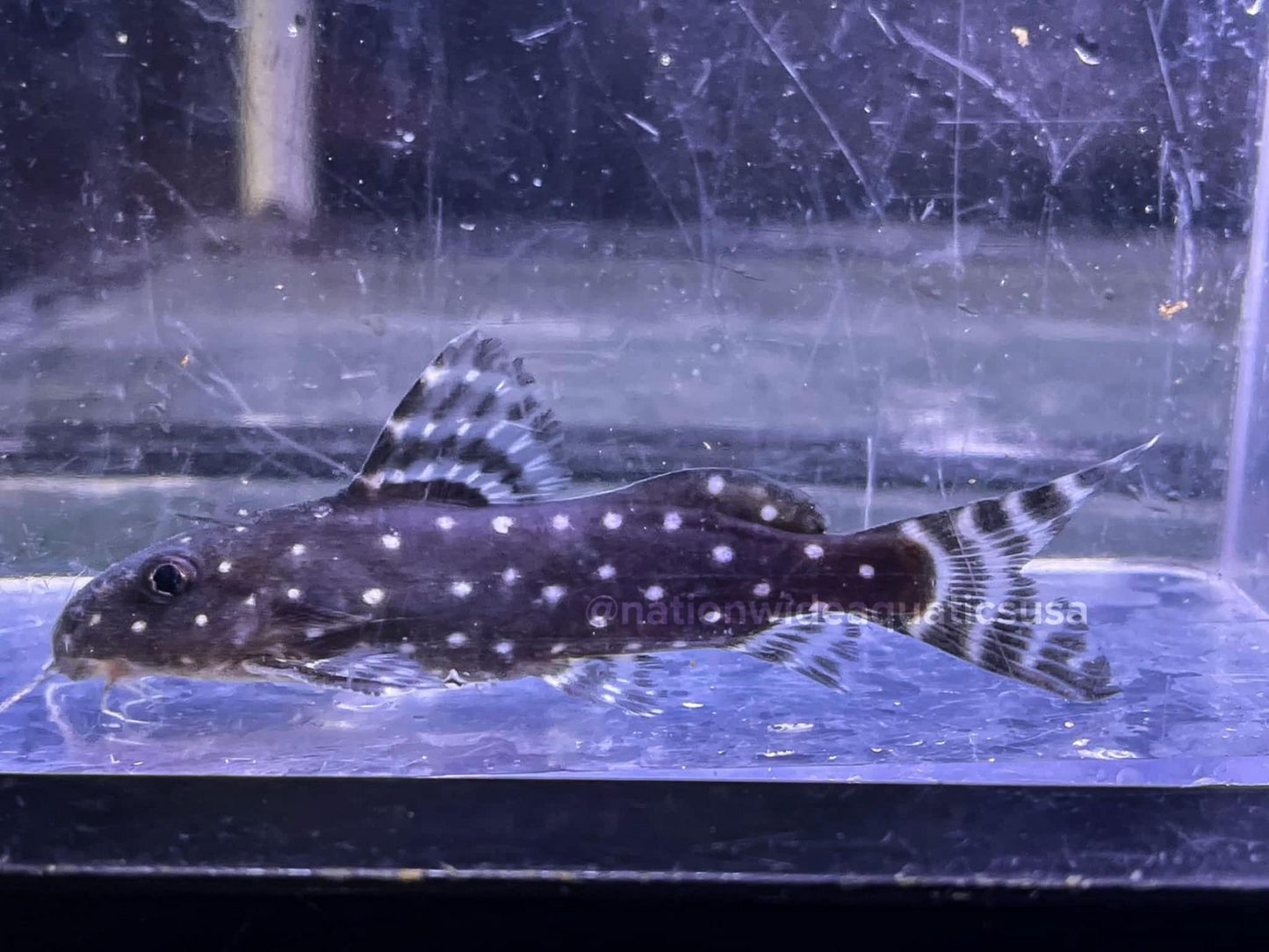 Synodontis Angelicus