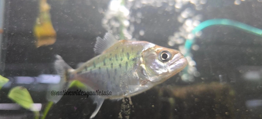 Serrasalmus manueli - Manny piranha rare collection point