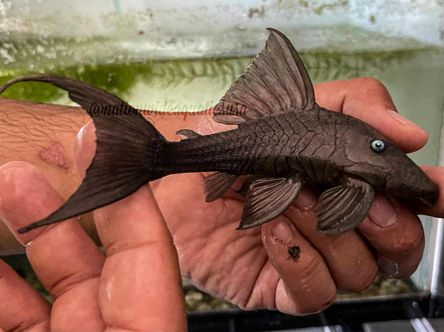 Blue Eyed Pleco (Panaque cochliodon)
panaque suttoni