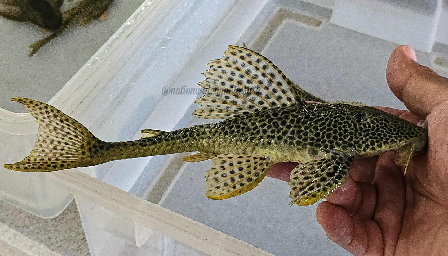 Isorineloricaria Spinosissima LG