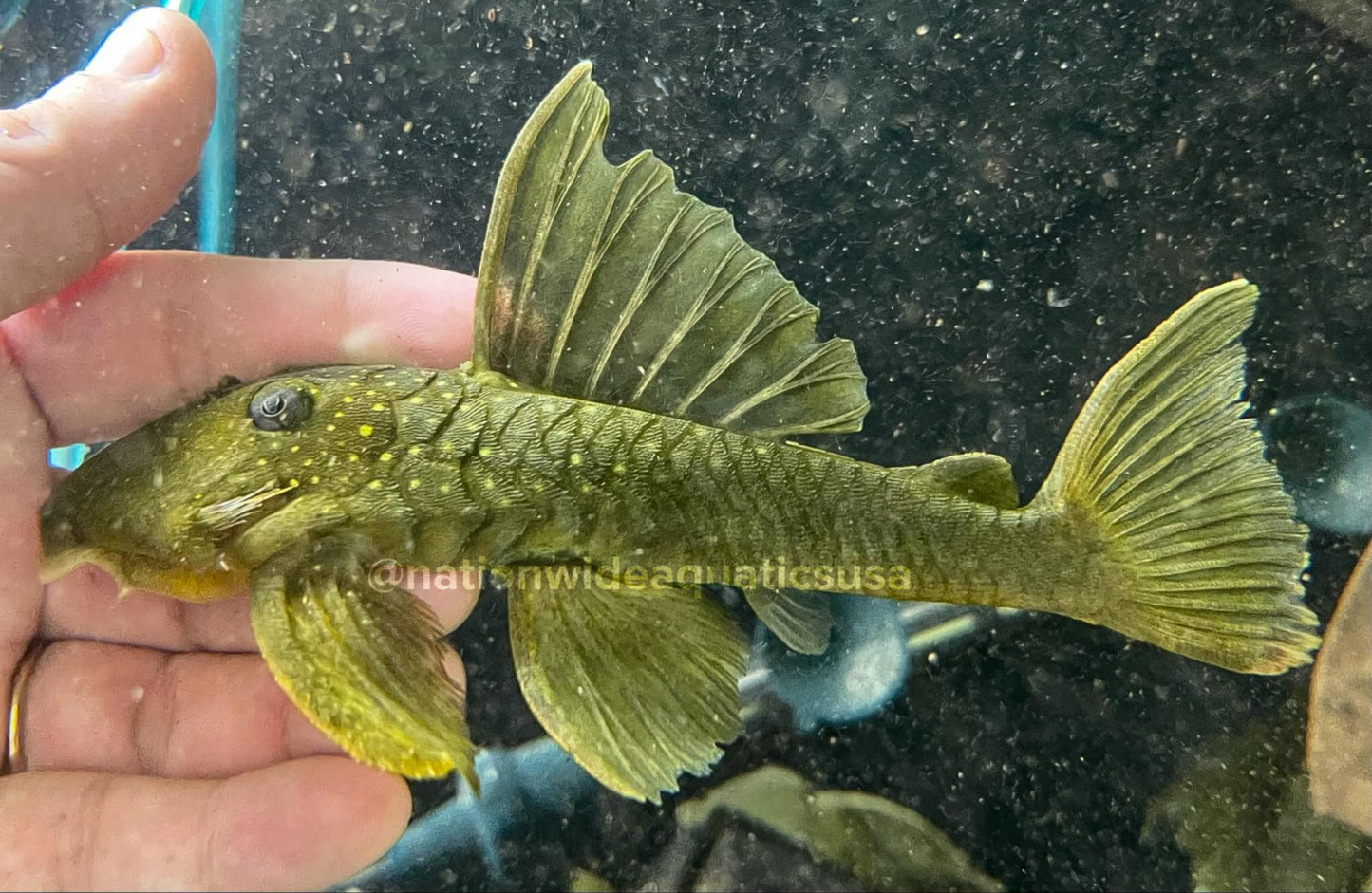 L200 Green Phantom Pleco (Hemiancistrus subviridis)