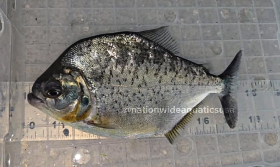 Pristobrycon sp. Rare piranha from peru