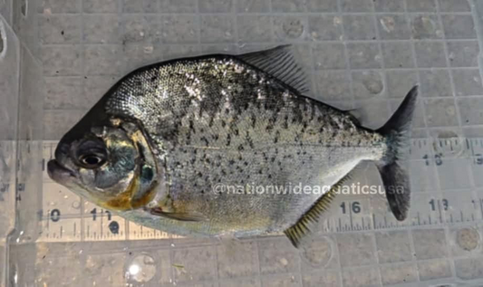 Pristobrycon sp. Rare piranha from peru