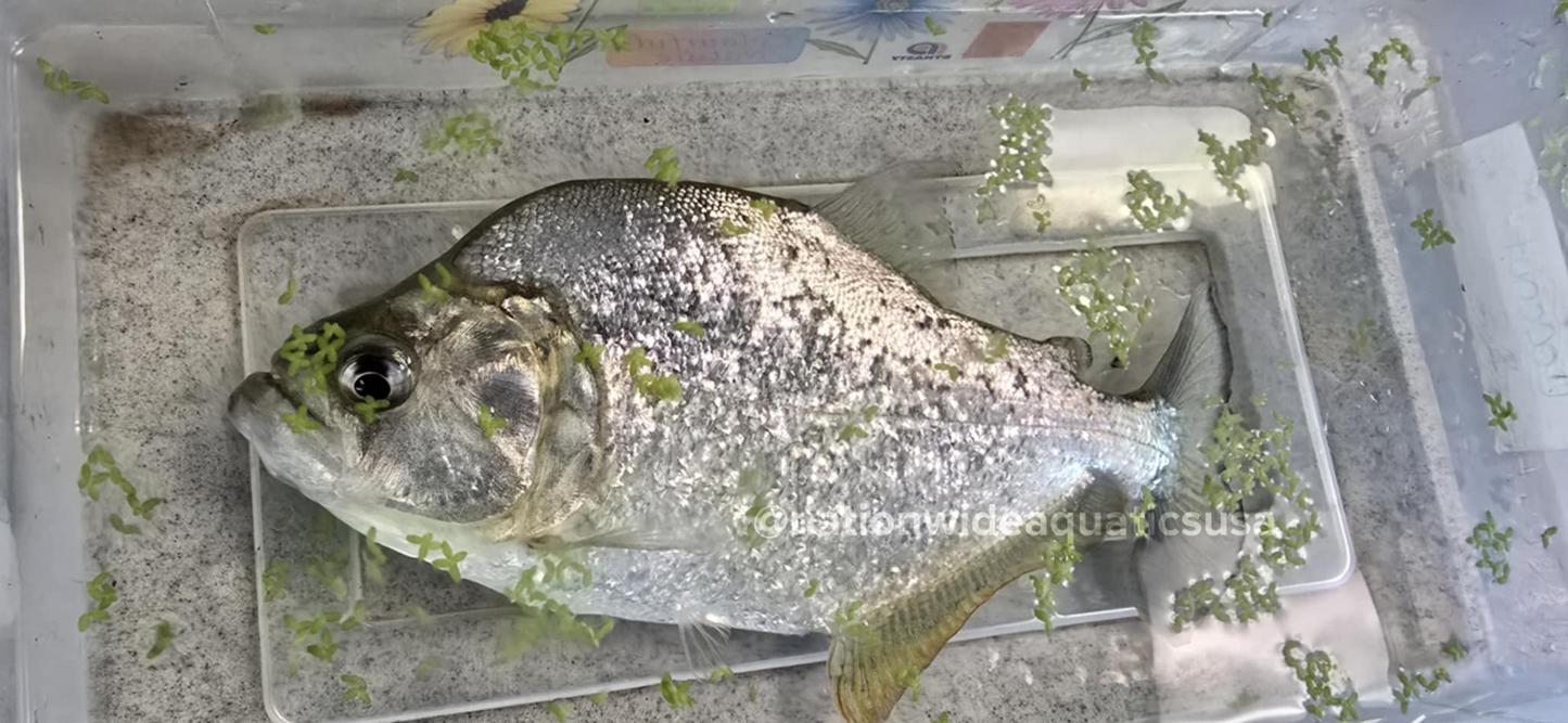 serrasalmus brandtii