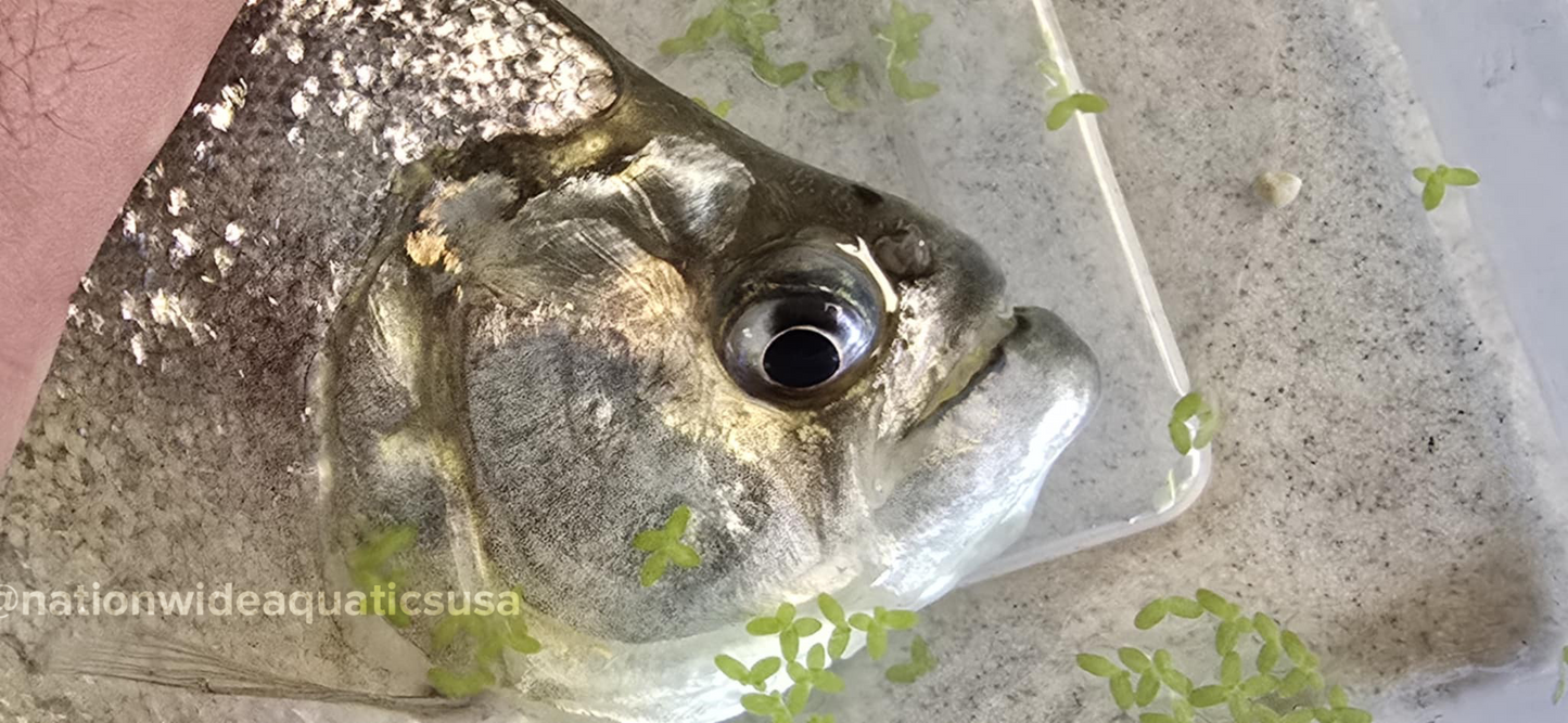 serrasalmus brandtii