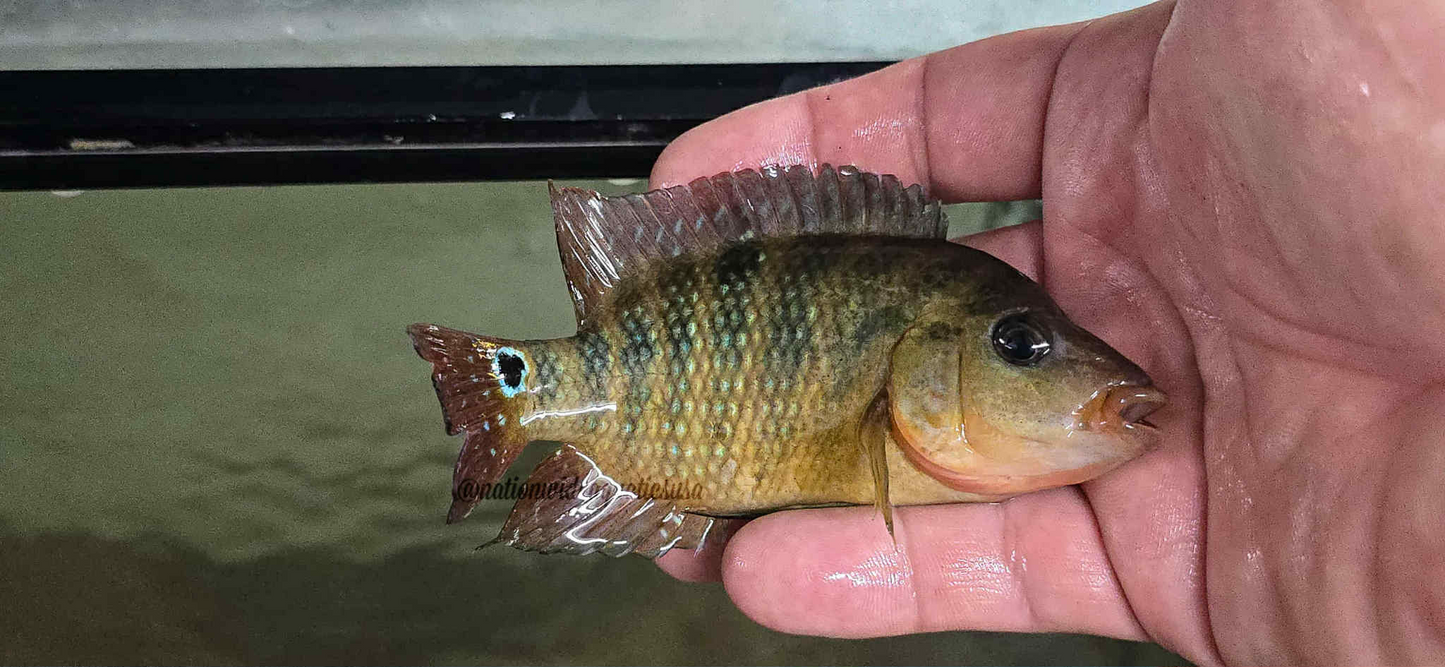 Mesoheros festae WC LG