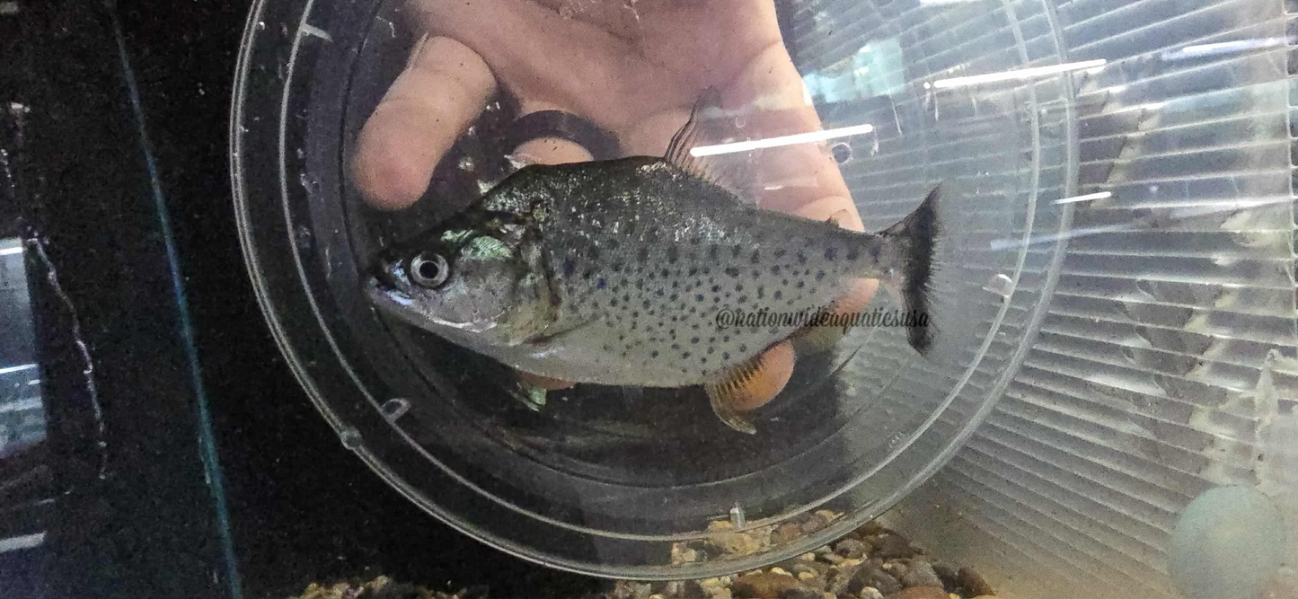 Serrasalmus irritans 5”