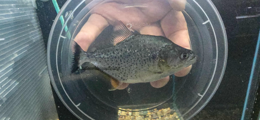 Serrasalmus irritans