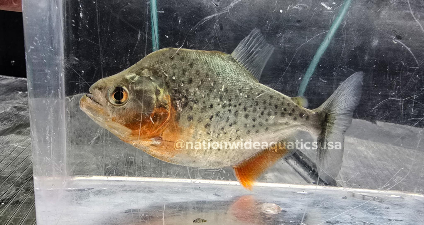 Serrasalmus sanchezi 4"-4.5" TL
