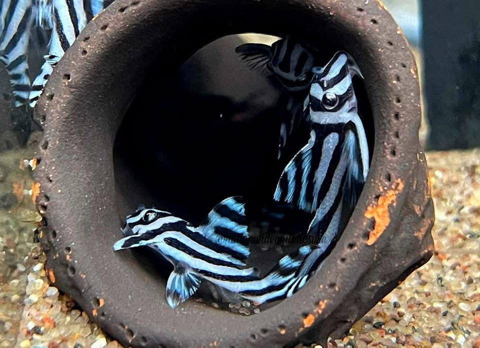 L046 Zebra Pleco (Hypancistrus zebra)