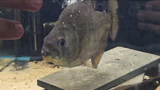 serrasalmus Brandtii