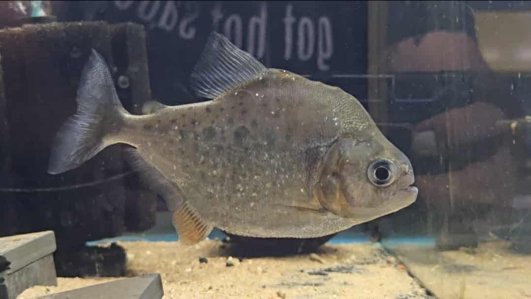 Serrasalmus eigenmanni /Serrasalmus serrulatus