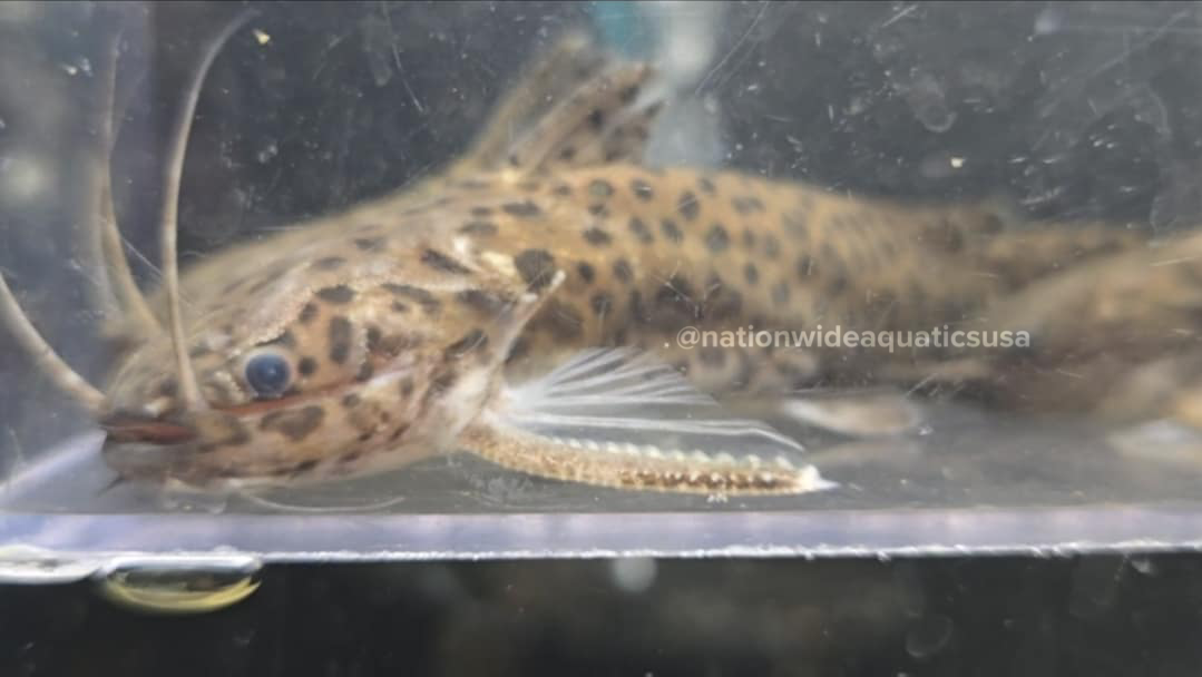 spinipterus moijiri - Otorongo woodcat