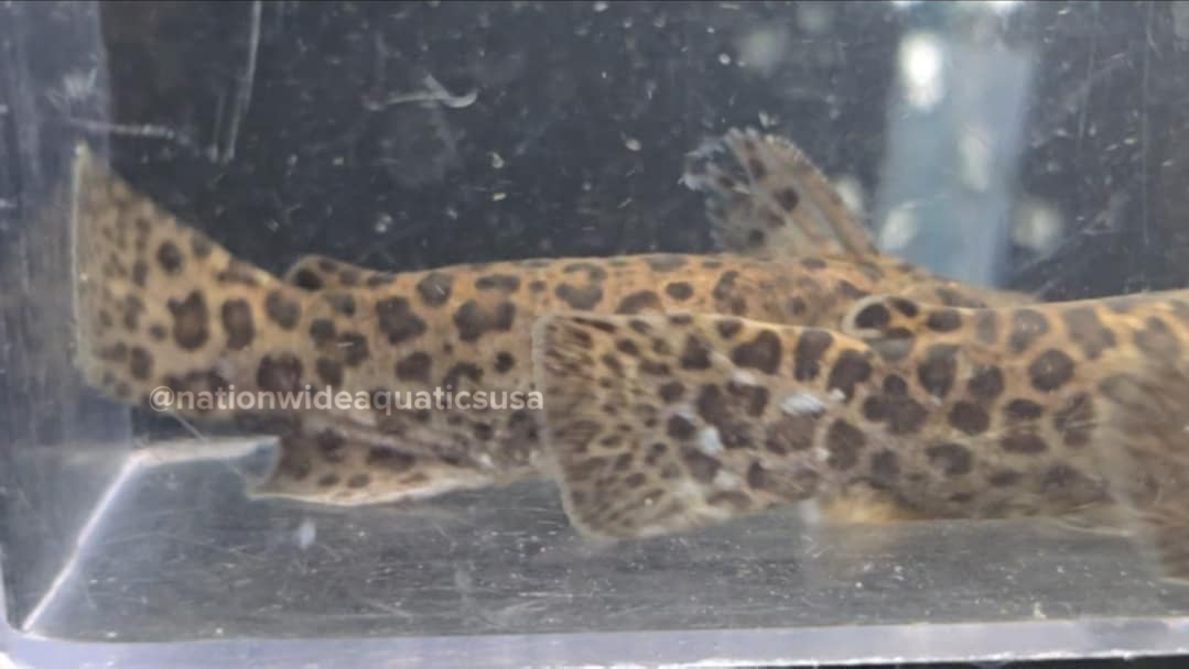 spinipterus moijiri - Otorongo woodcat
