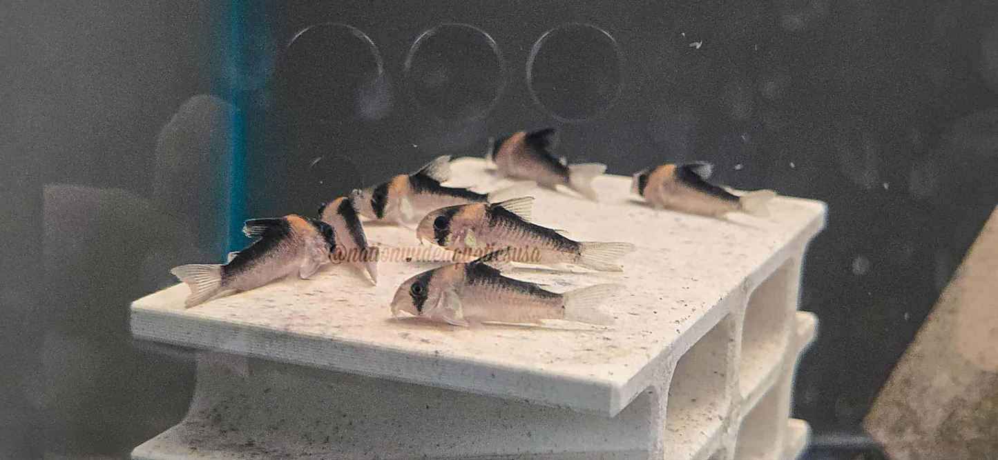 Adolfoi Cory (Hoplisoma adolfoi)