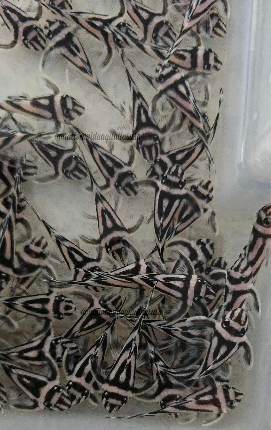 L046 Zebra Pleco (Hypancistrus zebra) 5 pack