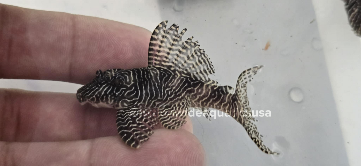 L260 Queen Arabesque Pleco (Hypancistrus sp.)