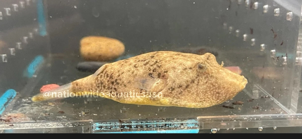 Potato puffer (tetraodon miurus) Large