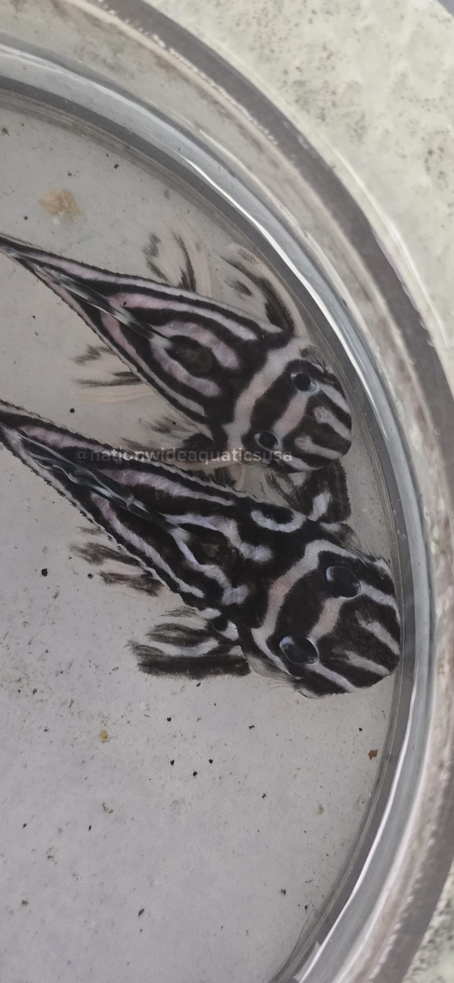 L046 Zebra Pleco Pair (Hypancistrus zebra)