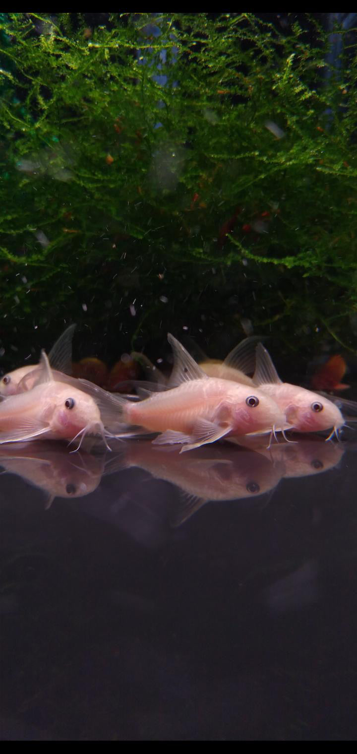 Hoplisoma panda " snow white long fin" 10 pack