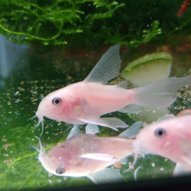 Hoplisoma panda " snow white long fin" 10 pack
